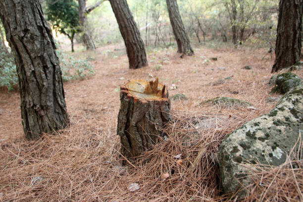 How Our Tree Care Process Works  in  Broadview, IL