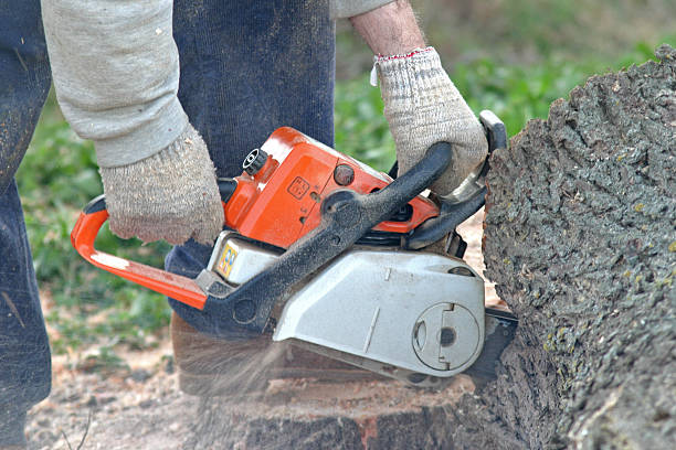 Leaf Removal in Broadview, IL